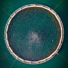 How carbon capture could offset aquaculture emissions