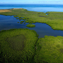 Custodians of the globe's blue carbon assets (UNESCO)