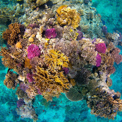 Predicted Shifts in the Distributions of Atlantic Reef-Building Corals in the Face of Climate Change