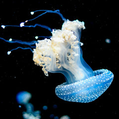 10 Steps Needed for Ocean Action Now