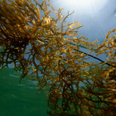 How Female Entrepreneurs Are Using Seaweed To Bridge The VC Funding Gap