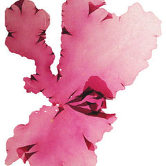 The Science of Seaweeds