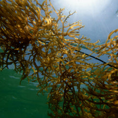 Sinking Seaweed