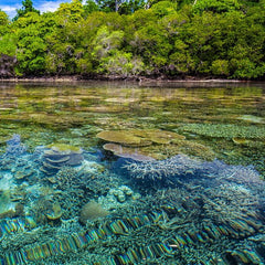 Future loss of local-scale thermal refugia in coral reef ecosystems