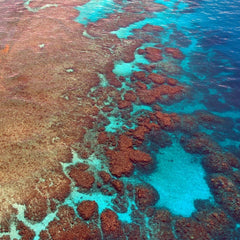 Early-stage outcomes and cost-effectiveness of implementing tourism-led coral propagation and outplanting in the Whitsundays (Great Barrier Reef)