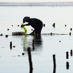 Sequestration of macroalgal carbon: the elephant in the Blue Carbon room