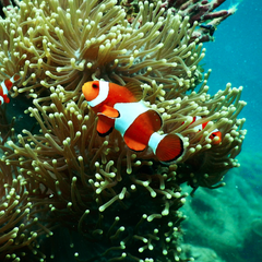 Rebuilding Marine Life
