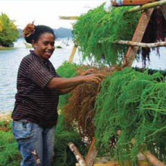 The Global Status of Seaweed Production, Trade and Utilization (FAO)