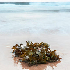 Kick-starting the Caribbean's seaweed farming sector