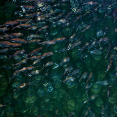 UN endorses NOAA’s new Guidelines for Sustainable Aquaculture