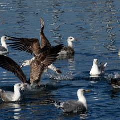 As Fishing Threatens Biodiversity in the Northeast Atlantic, Fisheries Management Must Improve