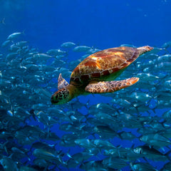 Singapore to host $64m fund by Norway-based firm for start-ups in Asia ocean health
