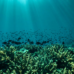 The Foundation of Prosperity: Why a Healthy Ocean is Essential for a Thriving Economy