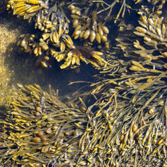 The potential climate benefits of seaweed farming in temperate waters