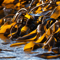 An Ocean of Opportunities: The Potential of Seaweed to Advance Food, Environmental and Gender Dimensions of the SDGs