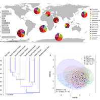 Important contribution of macroalgae to oceanic carbon sequestration