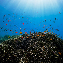 Walmart heir’s Builders Vision backs T. Rowe Price’s $200 million blue bond fund