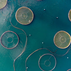 Asia dominates global aquaculture production but Europe still holds most of the VC investment: report