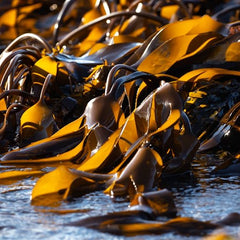 UC Berkeley to establish seaweed innovation centre