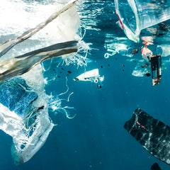 Emergence of a neopelagic community through the establishment of coastal species on the high seas