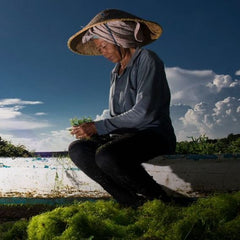 The Case for Seaweed