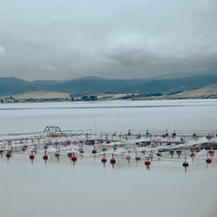 Saltwater Farming