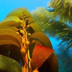 Ocean Innovation is All Over the Climate Market Map