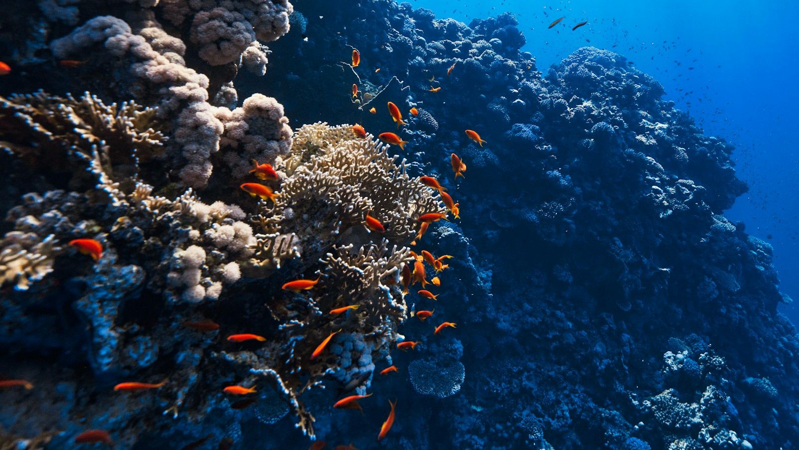 Innovative remote sensing model to boost coral reef restoration efforts