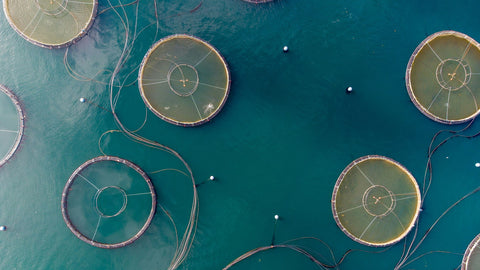 Innovative sensors identify microplastics at aquaculture sites