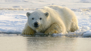 Pumped up: will a Dutch startup’s plan to restore Arctic sea-ice work?