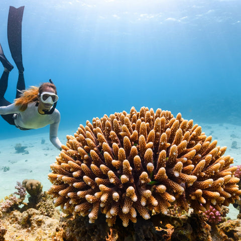 Series: Meet the Coral Gardeners