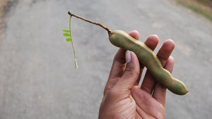 Utilising tamarind shells as an energy source for vehicles