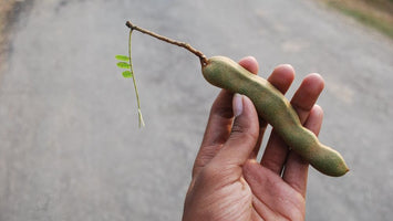 Utilising tamarind shells as an energy source for vehicles