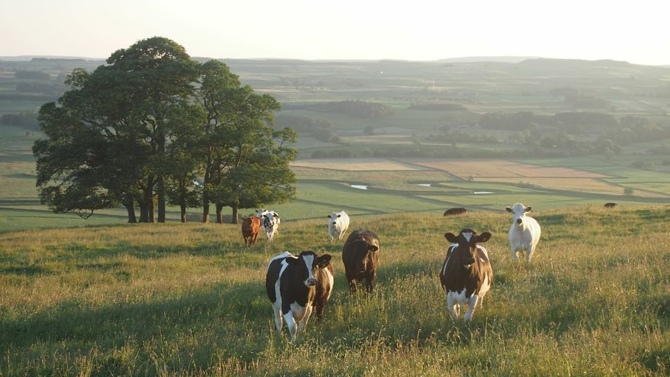 Microbes in cow stomach can break down plastic