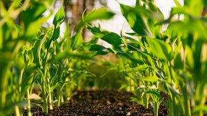 Seaweed biostimulant to be used in carrot and barley farming trial