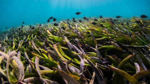 Saving seaweed with machine learning