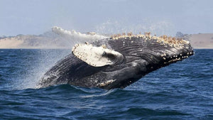 Ship Collisions Can Kill Whales – This Technology is Helping to Stop Them