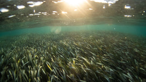 How One Farmer Is Introducing Americans to Sea Beans