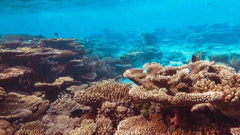 Italy's first-ever 'living lab' is helping marine biologists tackle climate change